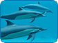 Dolphins 3D Screensaver 1.1 Build 8 اسکرین سیور دلفین -